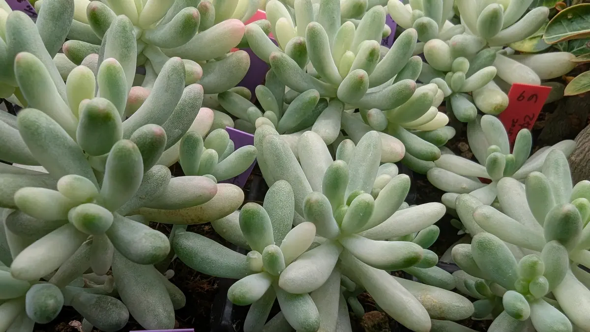 お纏め　多肉植物　乙女心錦　未発根 img_cache_r_35789_c_1752500176