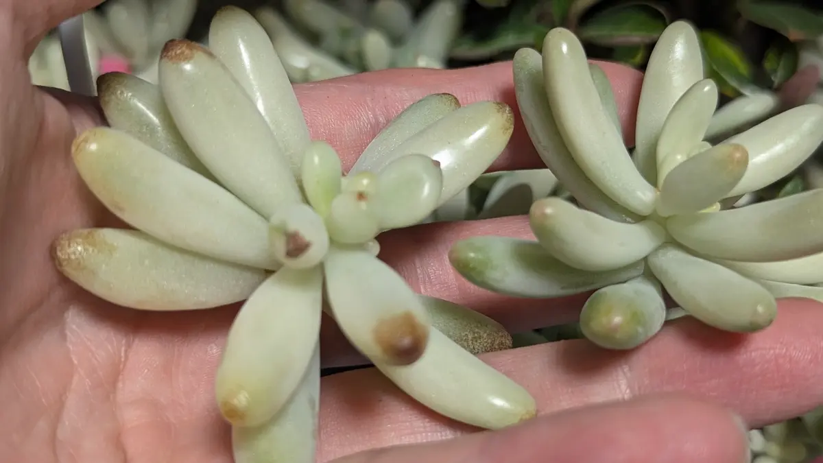 ✲乙女心錦の挿し芽をした(2025.05-2025.09.07)!(End)｜そだレポ（栽培