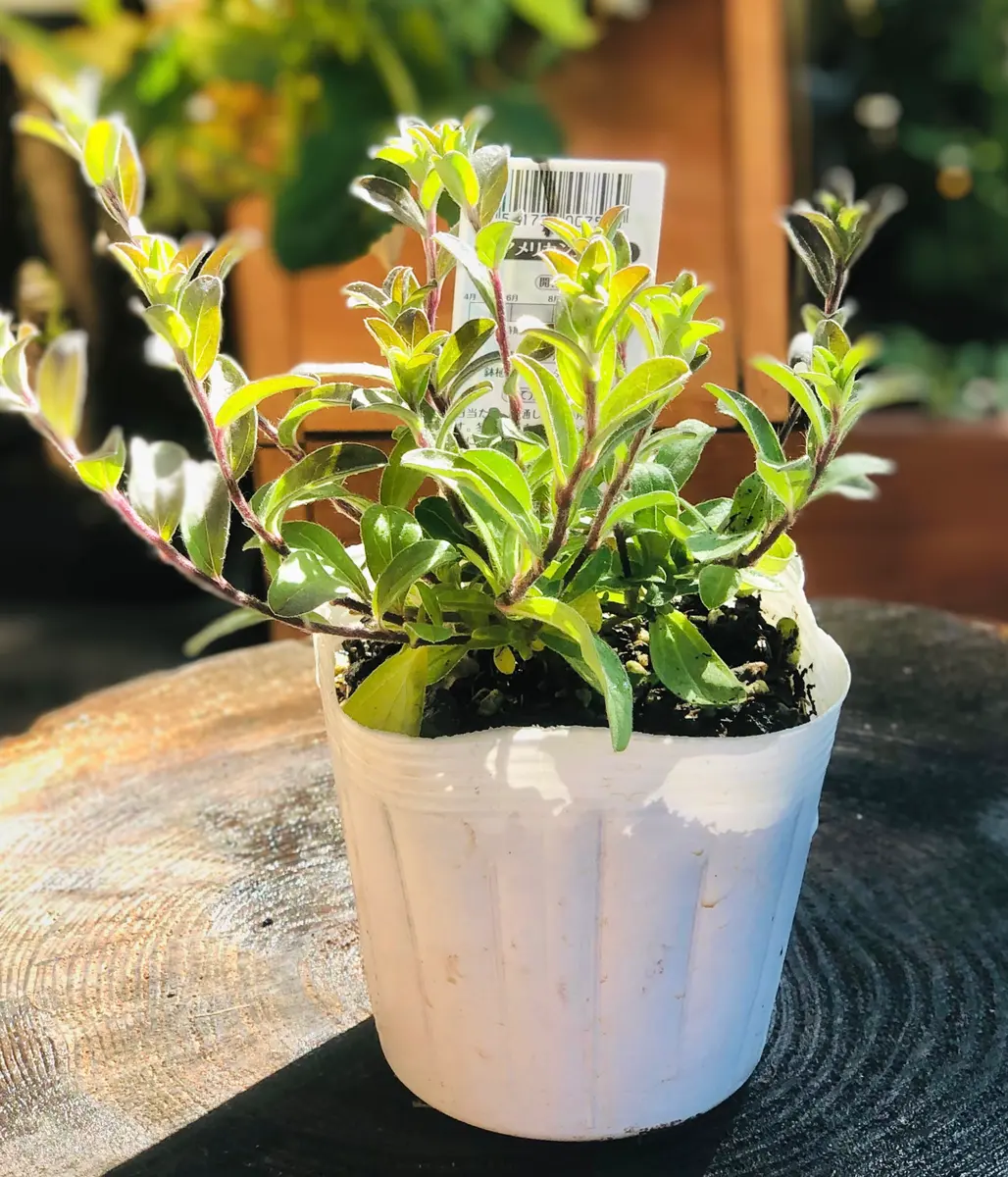 アメリカンブルー｜そだレポ（栽培レポート）by漣_｜みんなの趣味の園芸