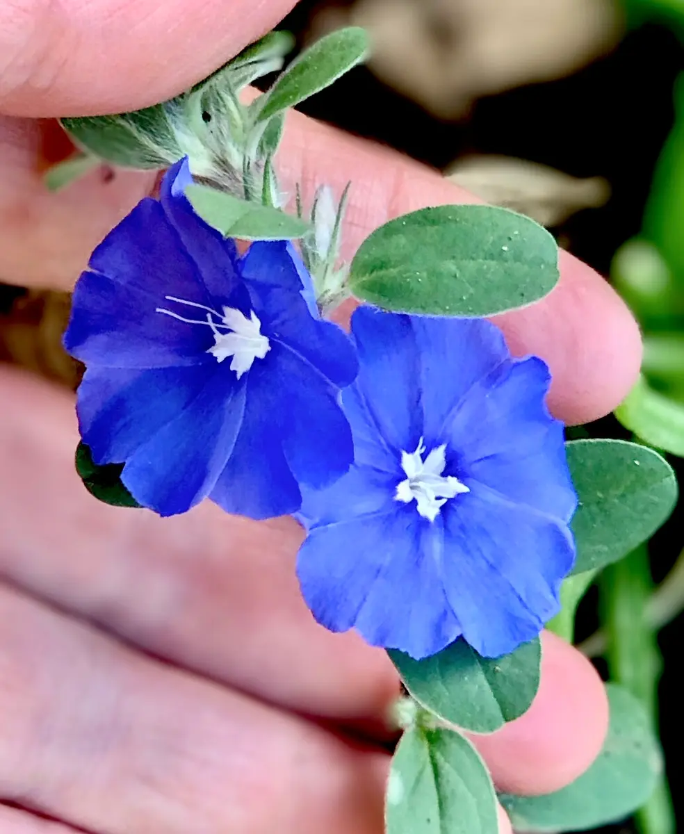 アメリカンブルー様 アメリカンブルー｜そだレポ（栽培レポート）by漣_｜みんなの趣味の園芸