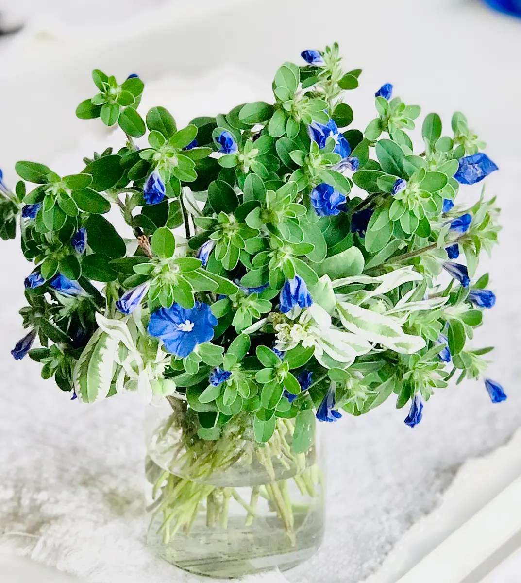 アメリカンブルー｜そだレポ（栽培レポート）by漣_｜みんなの趣味の園芸