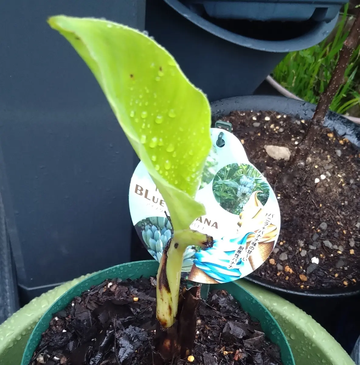 210㎝耐寒バナナ超巨大苗◆幻の、ゴールデンブラジル◆低木.早生で収穫早い優良種 処分◇180㎝耐寒バナナ超巨大苗☆幻の、ゴールデンブラジル☆低木.早生