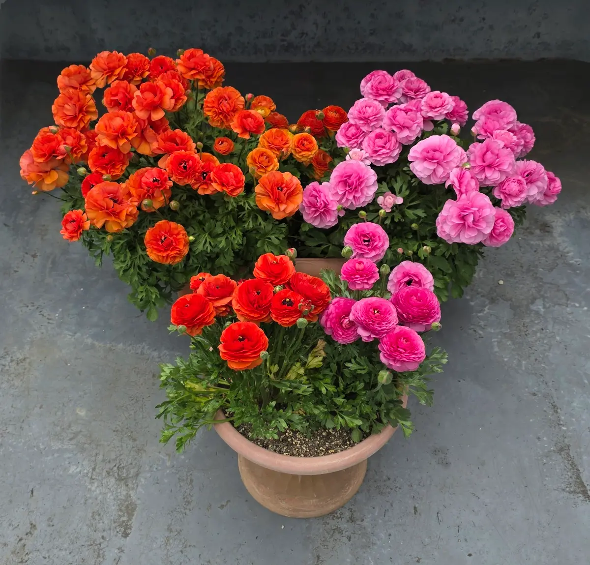 4年目/植えっぱなし】ラナンキュラスの成長記録📝2025-2026｜そだレポ