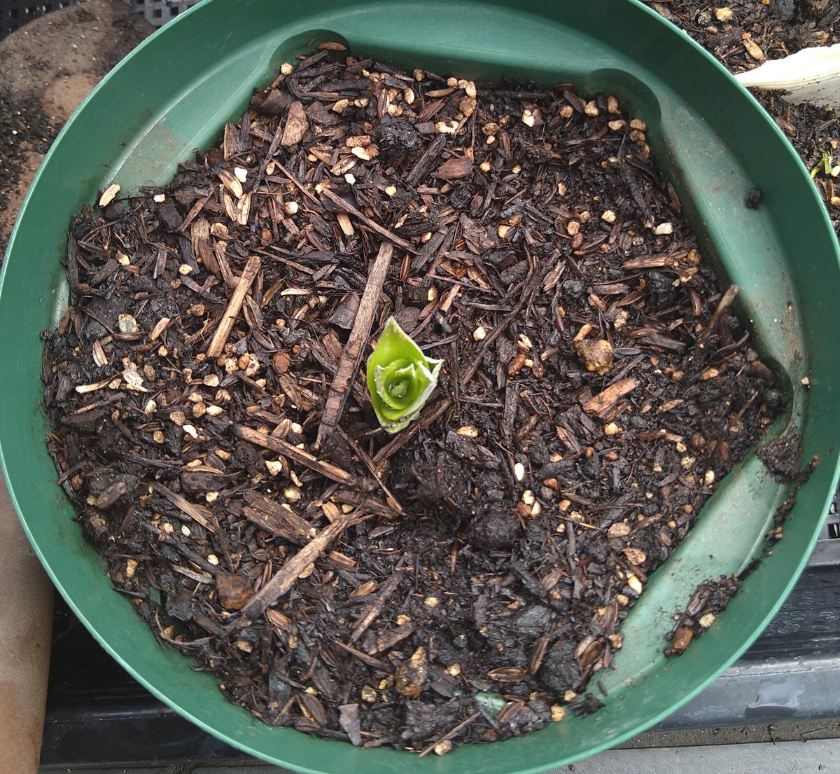 栽培中🌱】ピーチパインをクラウンから鉢栽培｜パイナップルのそだレポ
