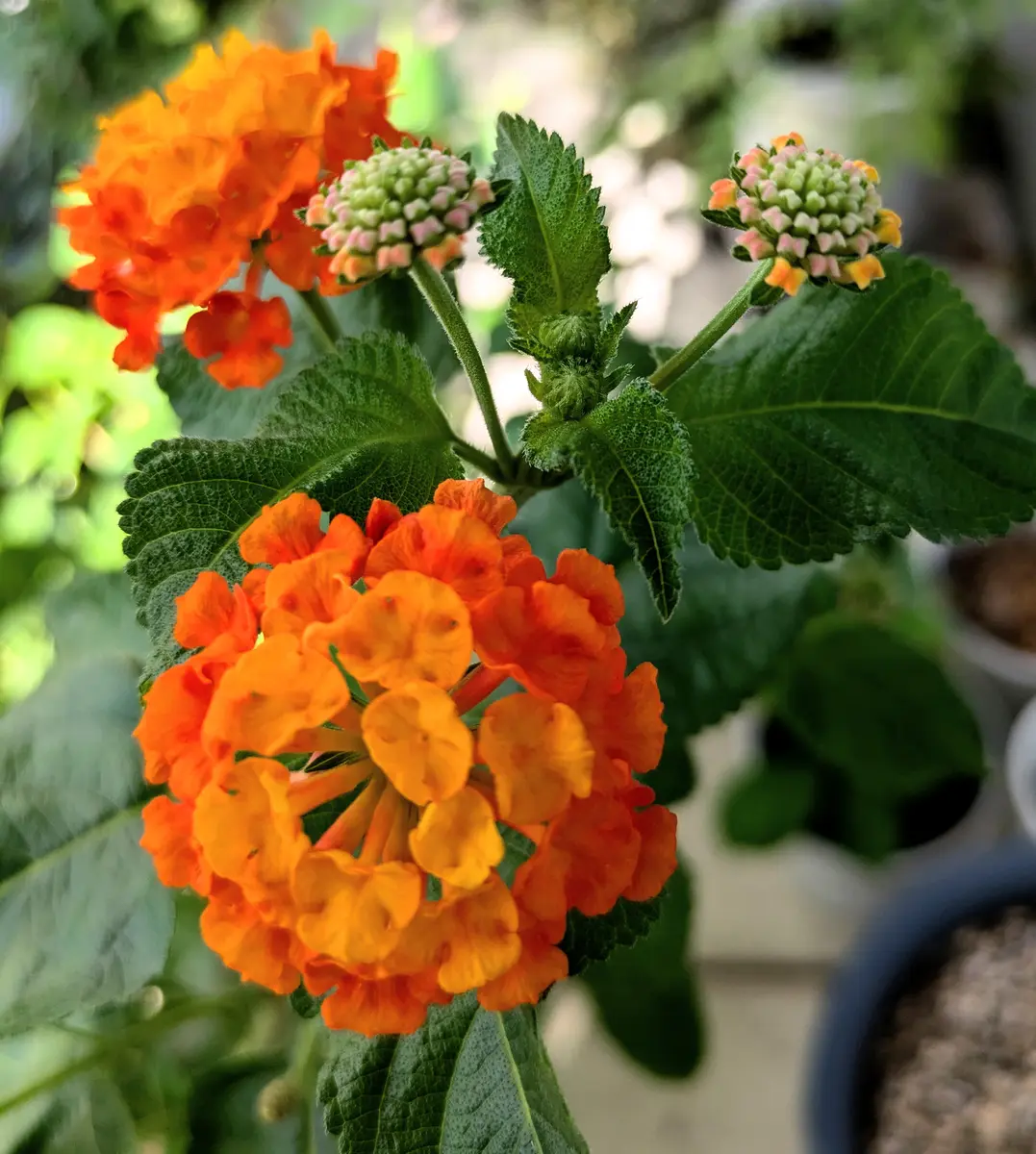 ランタナを今年の枝で挿し木｜そだレポ（栽培レポート）byひなのん