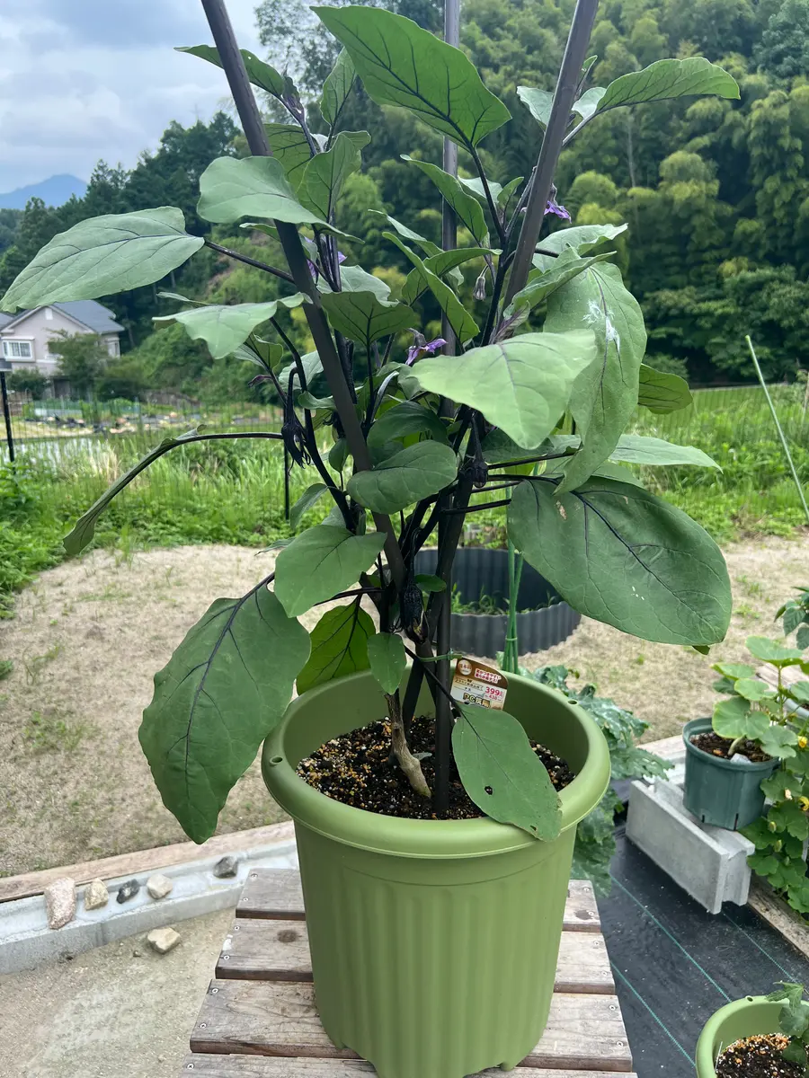 【発根済】陽炎・極上コレクション株/鉢ごと発送 発根済】陽炎・極上コレクション株/鉢ごと発送