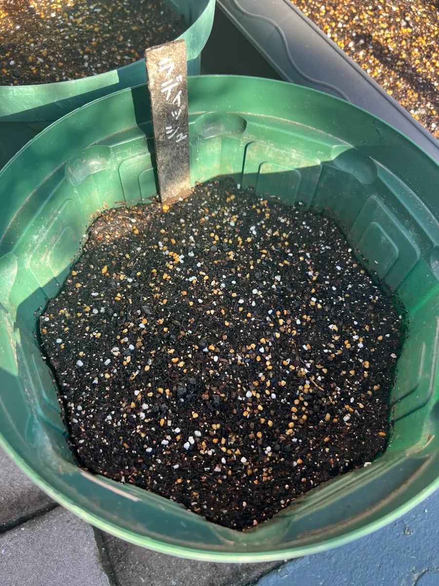 完全初心者による《ころころラディッシュミックス》の鉢栽培記録｜そだ