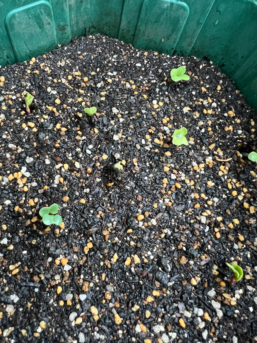 完全初心者による《ころころラディッシュミックス》の鉢栽培記録｜そだ