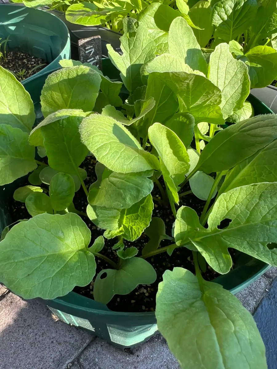 完全初心者による《ころころラディッシュミックス》の鉢栽培記録｜そだ