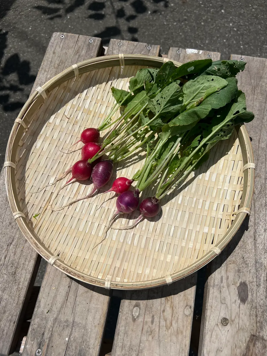 完全初心者による《ころころラディッシュミックス》の鉢栽培記録｜そだ