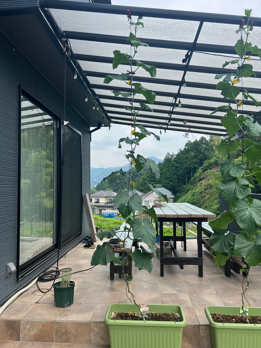 ♯1プランターでツル下ろし《夏いずみ》の鉢栽培記録｜そだレポ（栽培