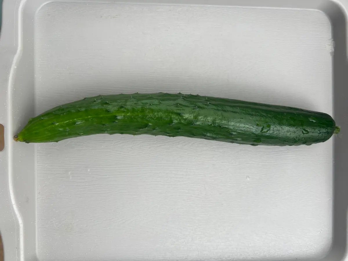 ♯1プランターでツル下ろし《うどんこつよしDX》の鉢栽培記録｜そだ