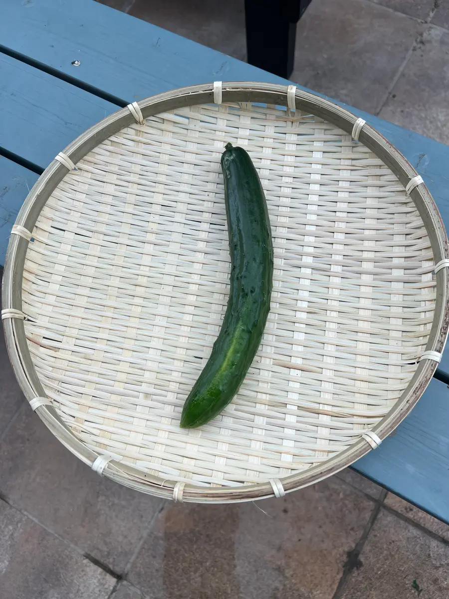 ♯1プランターでツル下ろし《うどんこつよしDX》の鉢栽培記録｜そだ