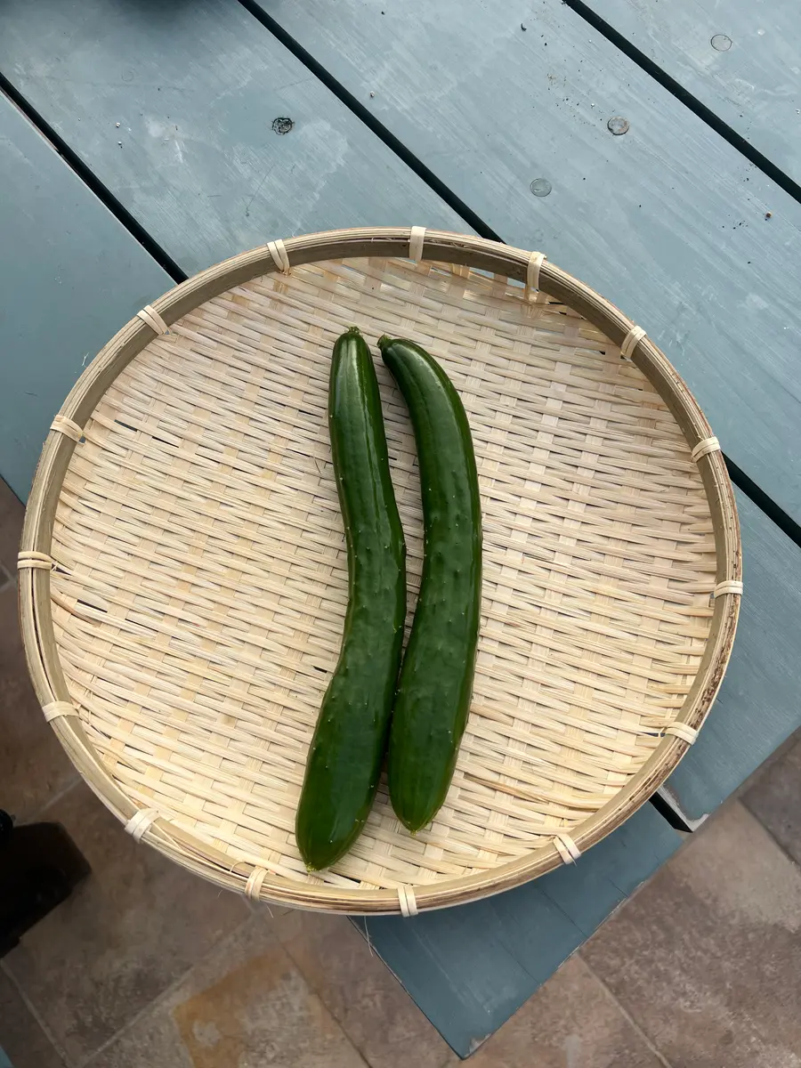 ♯1プランターでツル下ろし《うどんこつよしDX》の鉢栽培記録｜そだ