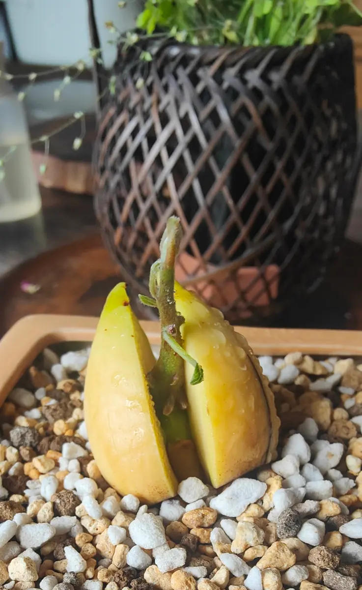 アボカドの盆栽仕立て｜そだレポ（栽培レポート）byまきびし｜みんなの