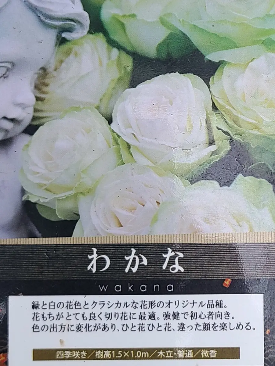 バラ わかな 木立ち仕立て｜そだレポ（栽培レポート）bypf_ta