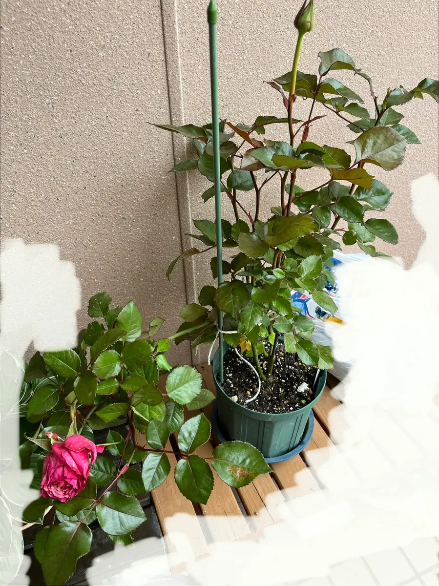 切り花品種の中苗❤︎‬pple jack 切り花品種の中苗❤︎pple jack 切り花品種の中苗❤︎pple