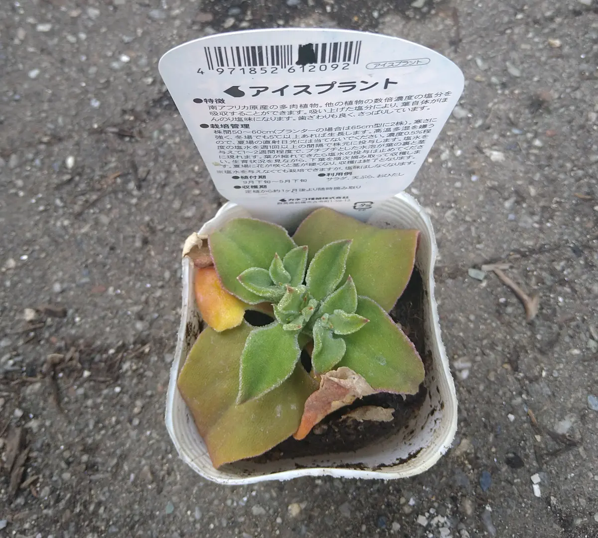 完結🌻】植物を塩水で育てる？アイスプラントを鉢栽培｜そだレポ（栽培