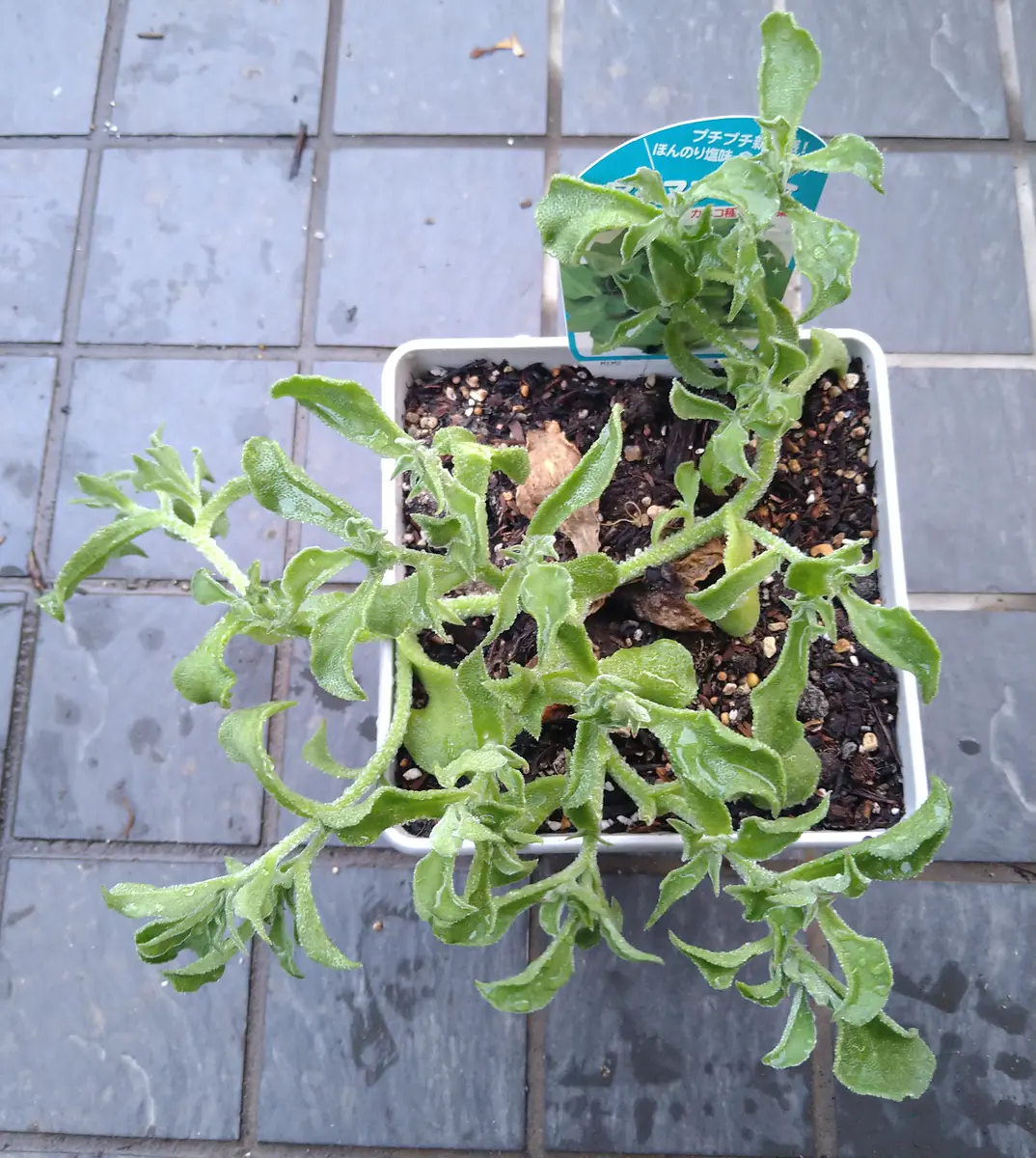 Top【選抜株】多肉植物　24783アイス　ミスト 35個　鉢無し/脱土 bc-2variation_c3.jpg