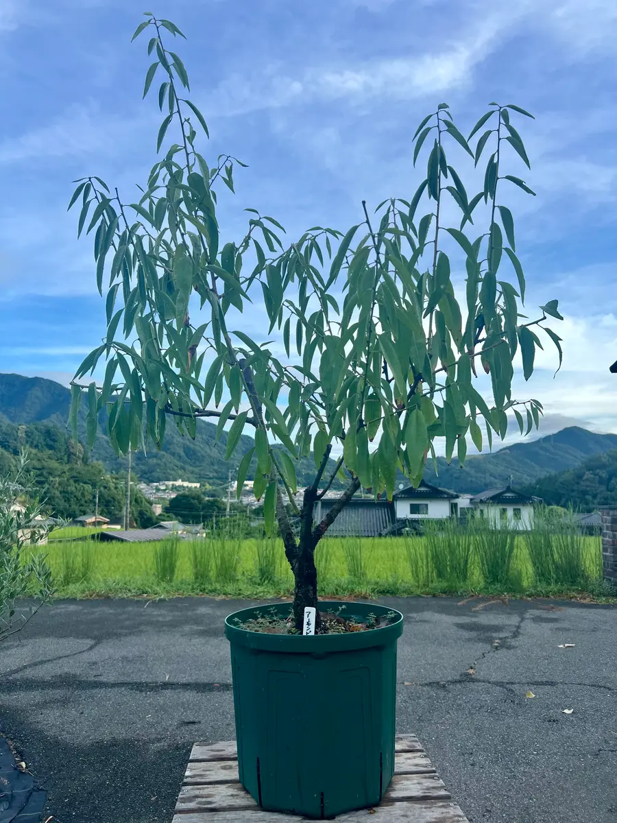 アーモンドの木 花咲くアーモンドの木の枝》ゴッホが贈った世界、祝福は青空に咲いた