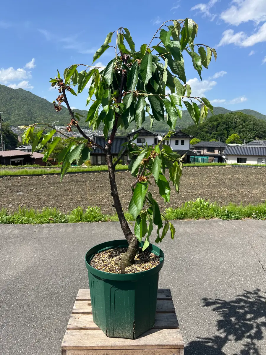 さくらんぼの木　鉢植え 小さなサクランボ鉢で感じる大きな幸せ｜農畜産物｜長野県のおいしい食べ方