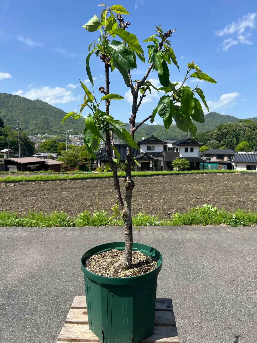 完全初心者による《高砂》の鉢栽培記録｜サクランボのそだレポ（栽培