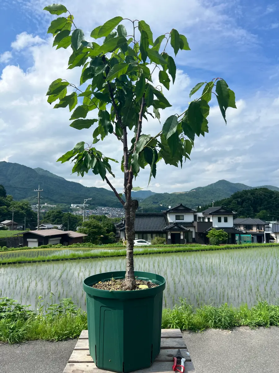 完全初心者による《高砂》の鉢栽培記録｜そだレポ（栽培レポート）byち