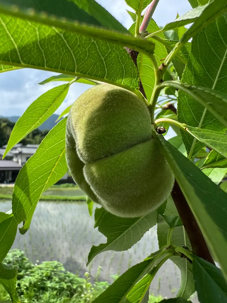 完全初心者による《蟠桃》の鉢栽培記録｜そだレポ（栽培レポート）byち