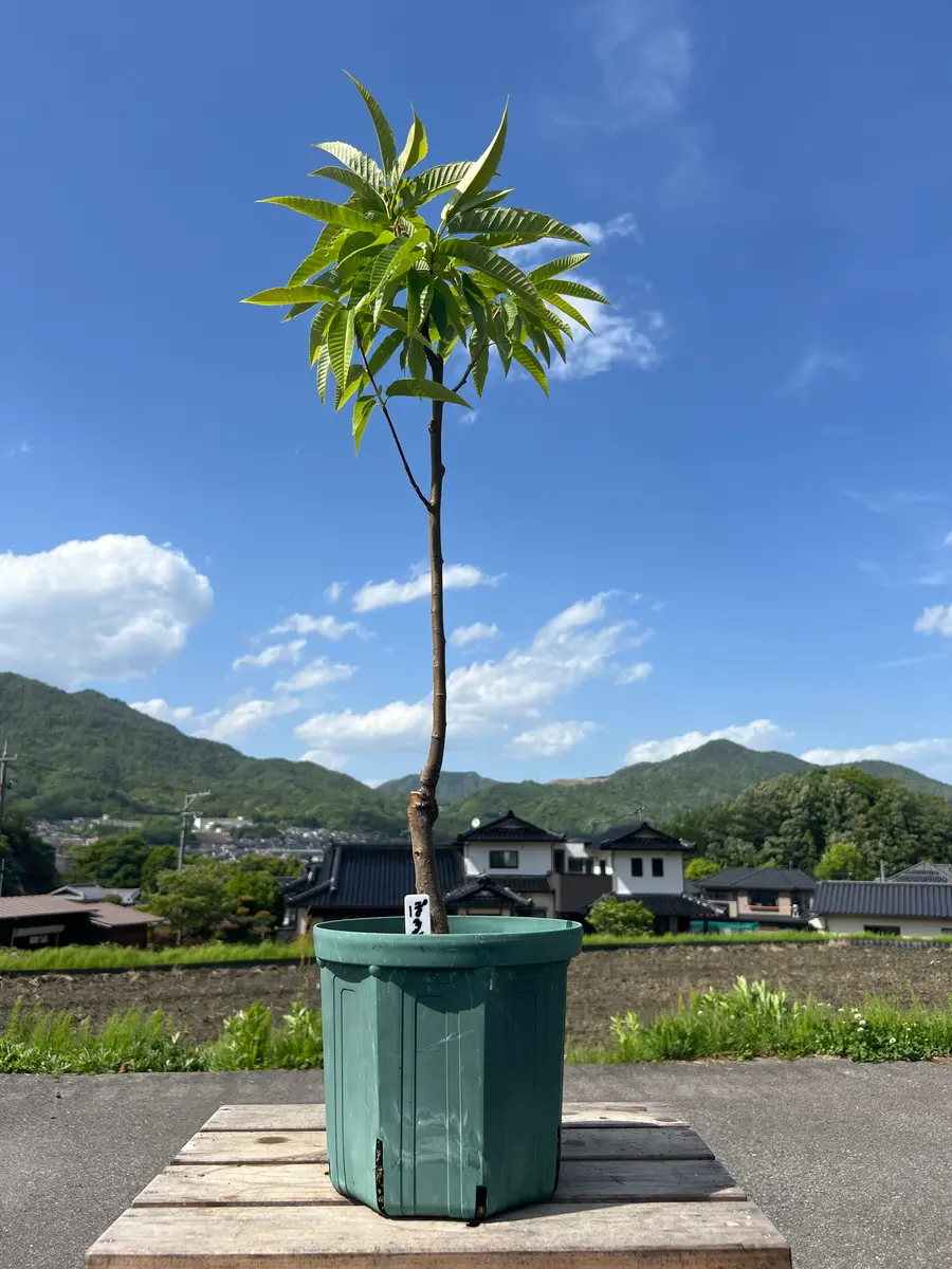 完全初心者による《ぽろたん》の鉢栽培記録｜クリ（栗）のそだレポ