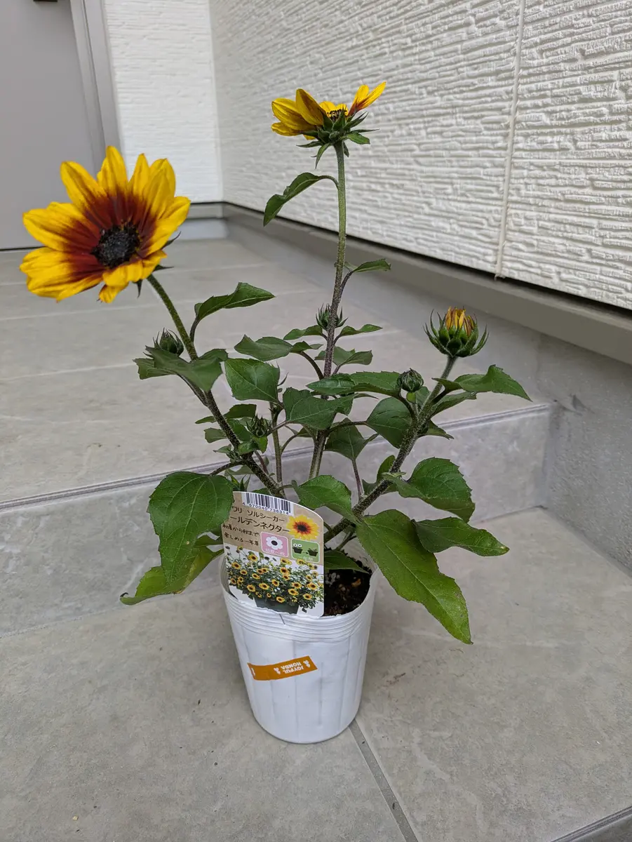 CAINZで買ったひまわり(ゴールデンネクター)｜そだレポ（栽培レポート