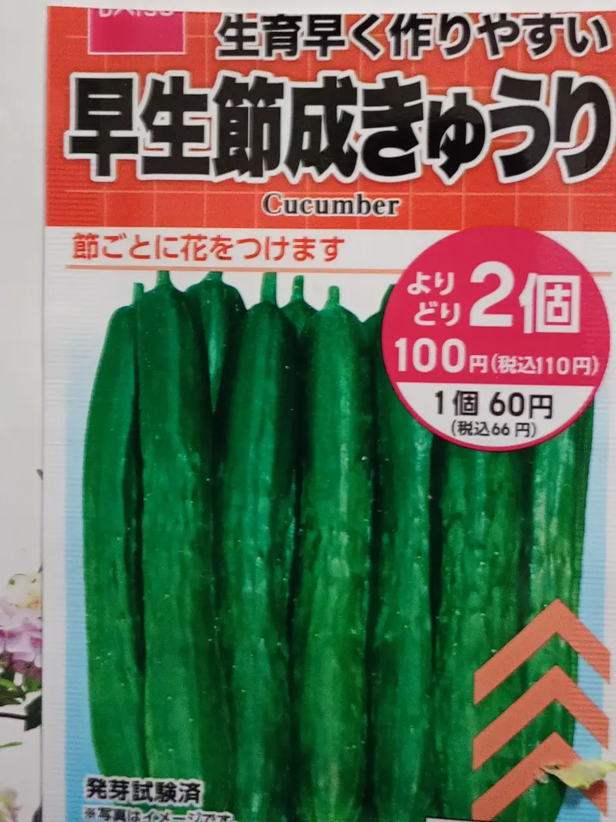 きゅうり苗 1苗 早生節成きゅうり （国華園オンラインショップ