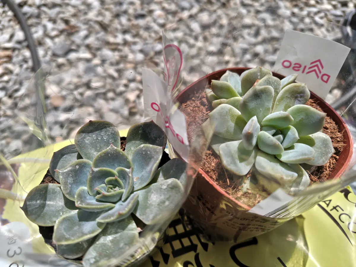 多肉植物 謎 謎ベリア1号｜そだレポ（栽培レポート）by癸すおう｜みんなの趣味の園芸