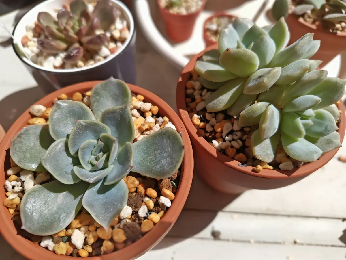 謎ベリア1号｜そだレポ（栽培レポート）by癸すおう｜みんなの趣味の園芸