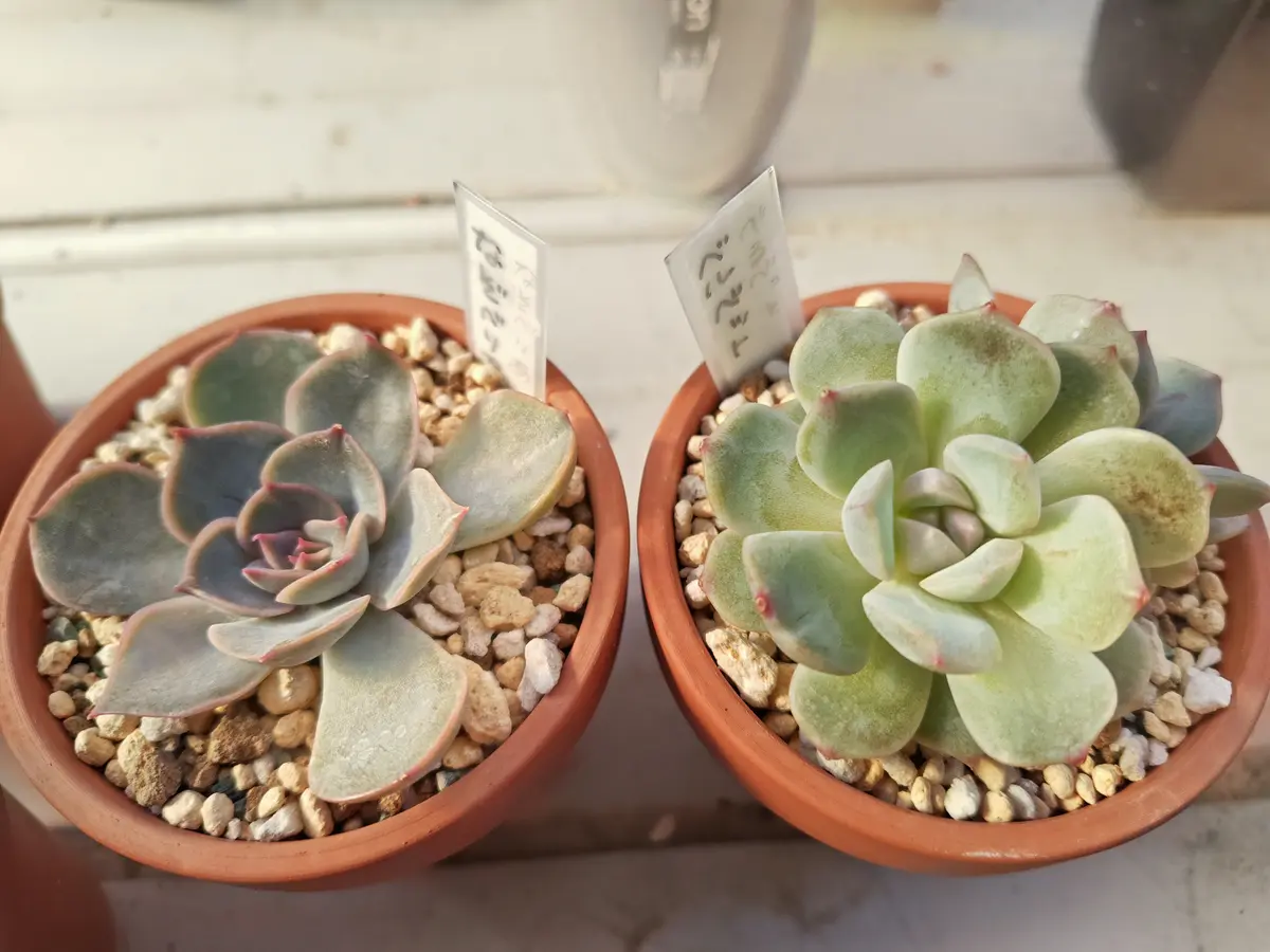 多肉植物 謎 謎ベリア1号｜そだレポ（栽培レポート）by癸すおう｜みんなの趣味の園芸