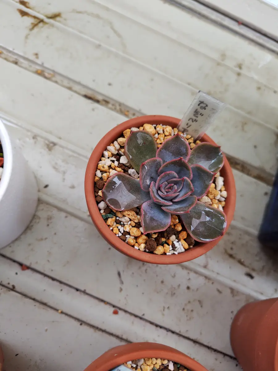 多肉植物 謎 謎ベリア1号｜そだレポ（栽培レポート）by癸すおう｜みんなの趣味の園芸