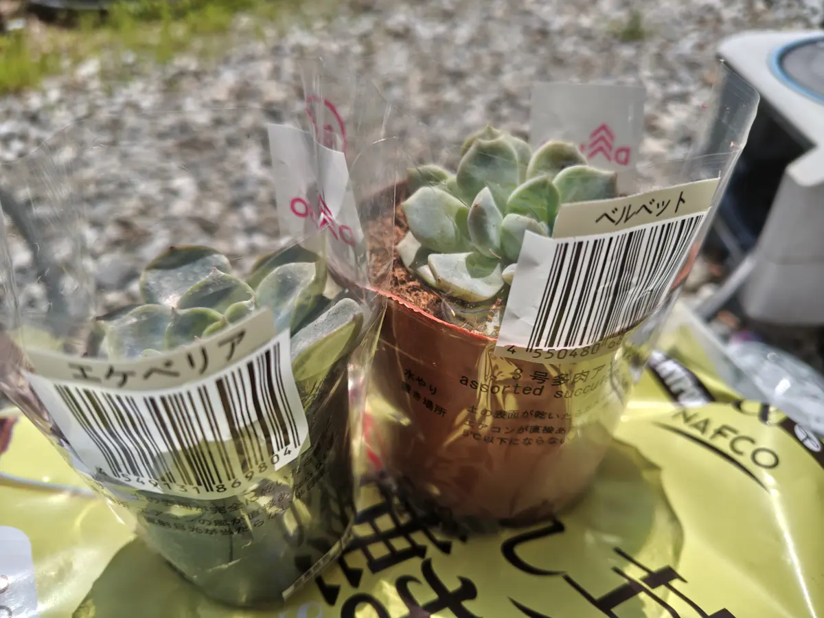 謎ベリア1号｜そだレポ（栽培レポート）by癸すおう｜みんなの趣味の園芸