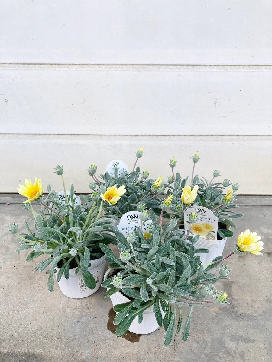 ガザニアシルバーフォックス12ポット Amazon.co.jp: ガザニア ビースト シルバーフォックス 3〜3.5号ポット