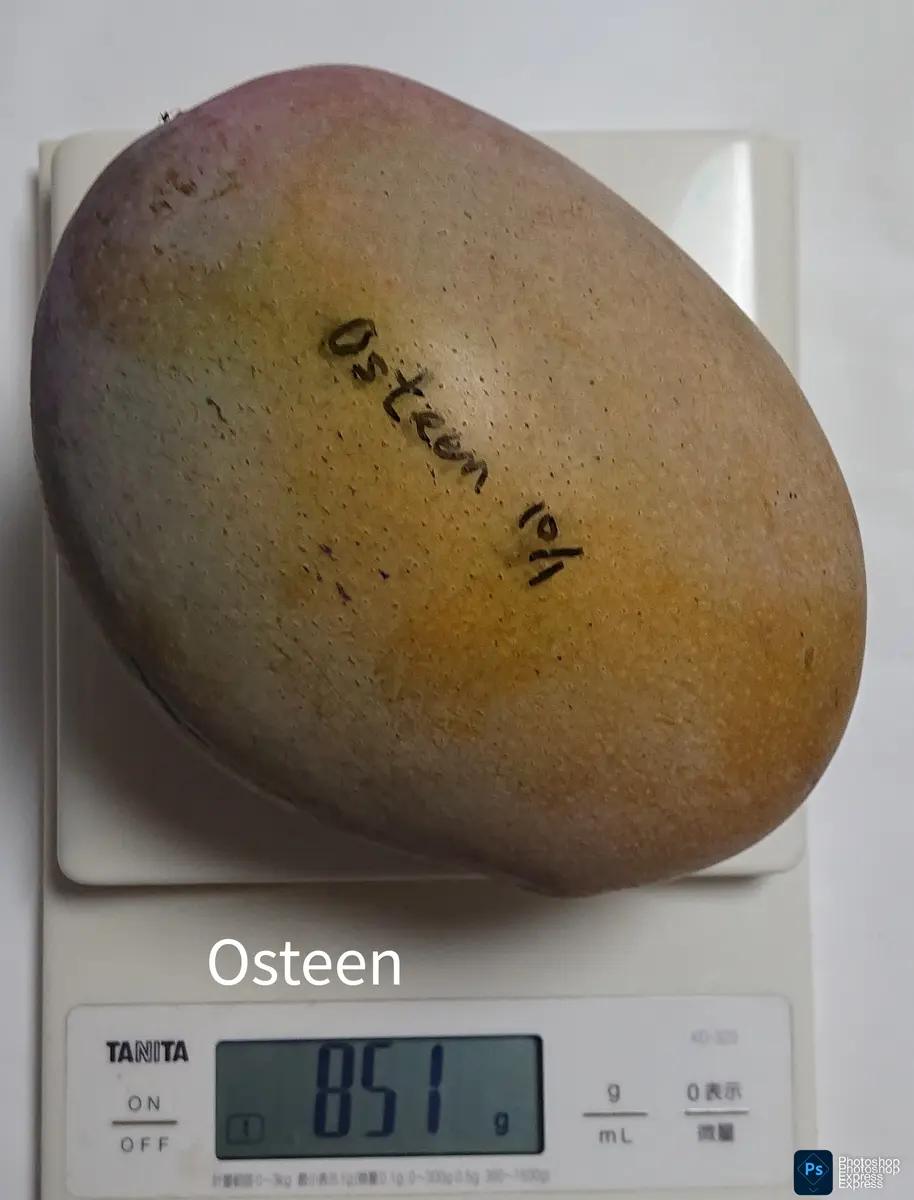 マンゴー栽培2025兎兎88｜そだレポ（栽培レポート）by兎兎88｜みんなの