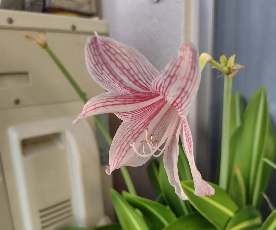 アマリリス♡ アマリリス-花しらべ-花図鑑