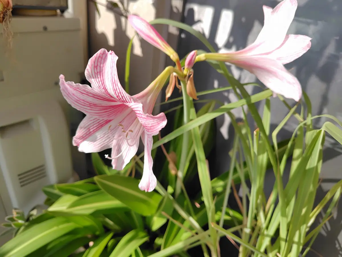 アマリリス♡ アマリリス-花しらべ-花図鑑