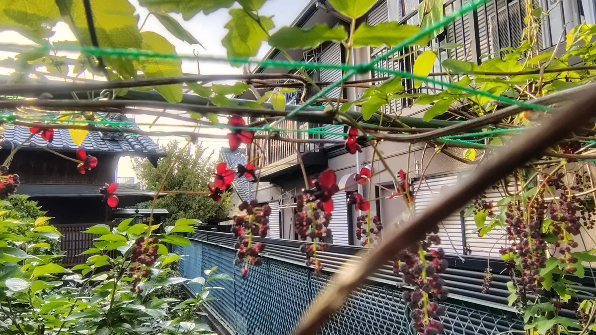 アケビちゃん観察日記｜そだレポ（栽培レポート）by姫神舎｜みんなの