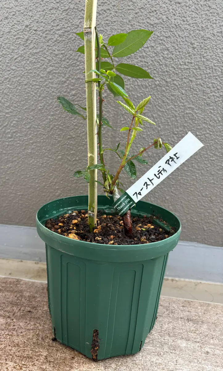 初めてのバラ(HT)🔰|そだレポ(栽培レポート)byはるのやよい|みんなの趣味の園芸
