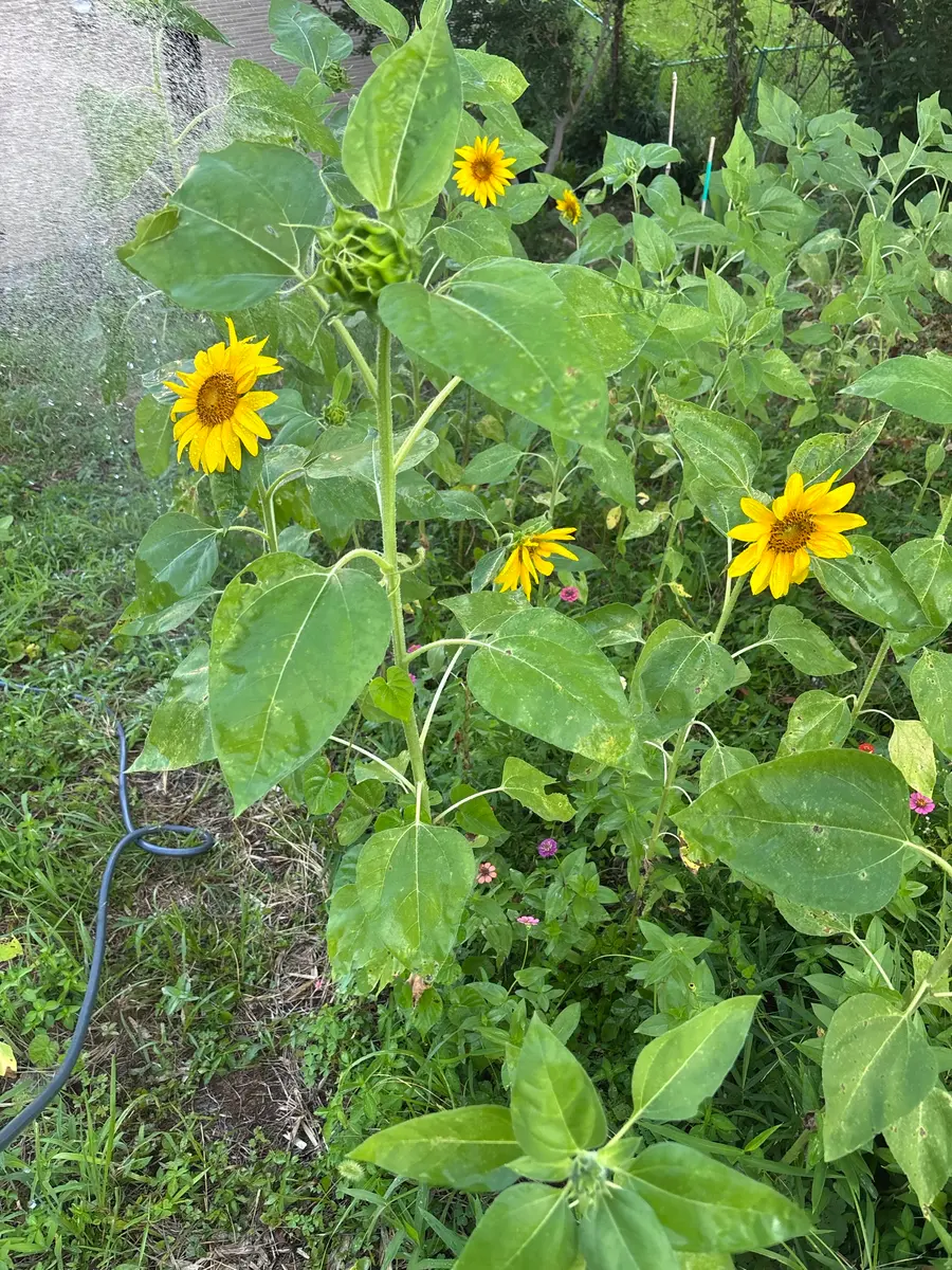 25夏ダイソーと自家採取で3種のひまわり200本(微妙な満足度)｜そだレポ