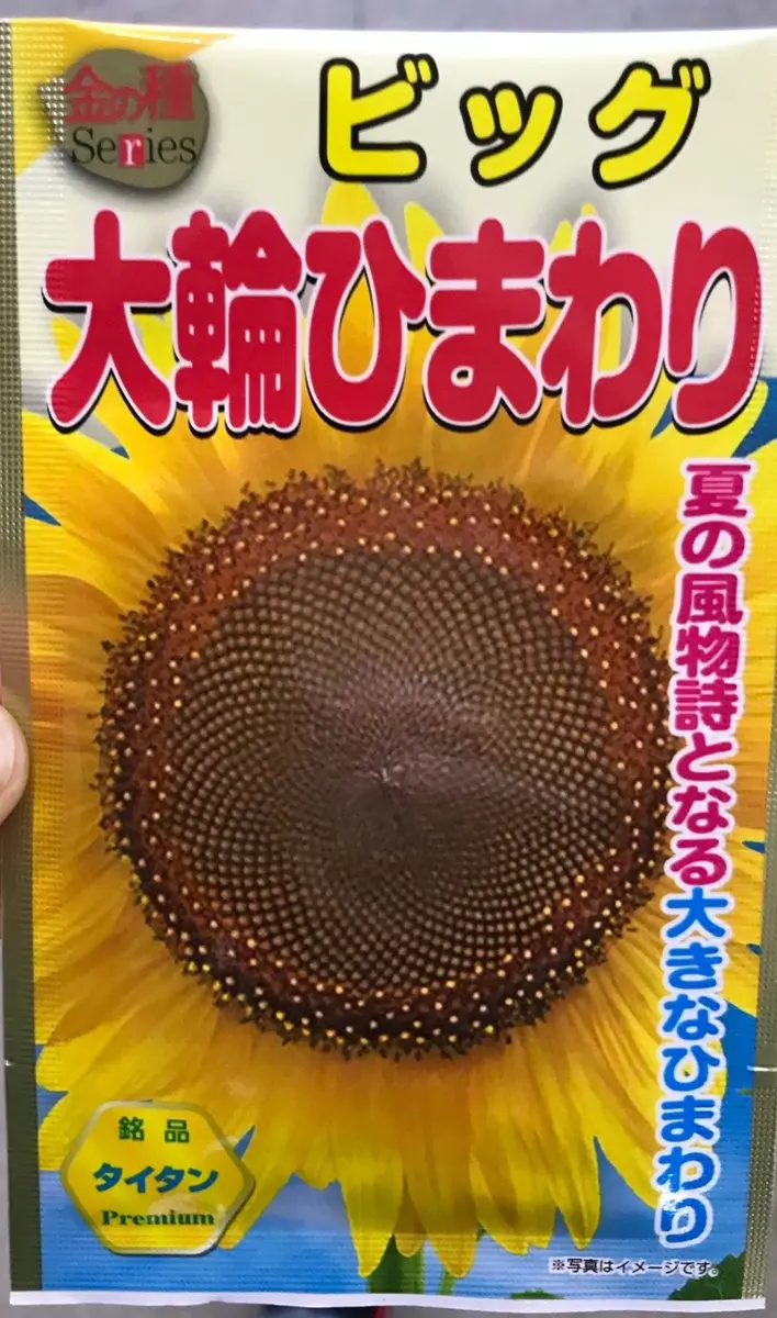 24夏巨大ひまわり「タイタン」と自家採取で3種のひまわり300本(終了