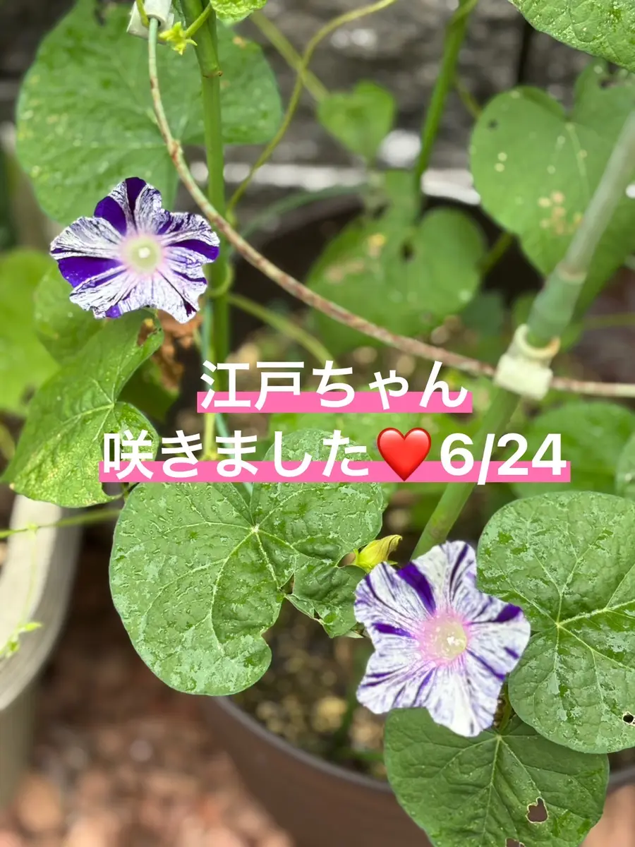 25変化朝顔「江戸風情」｜そだレポ（栽培レポート）byのぶかな