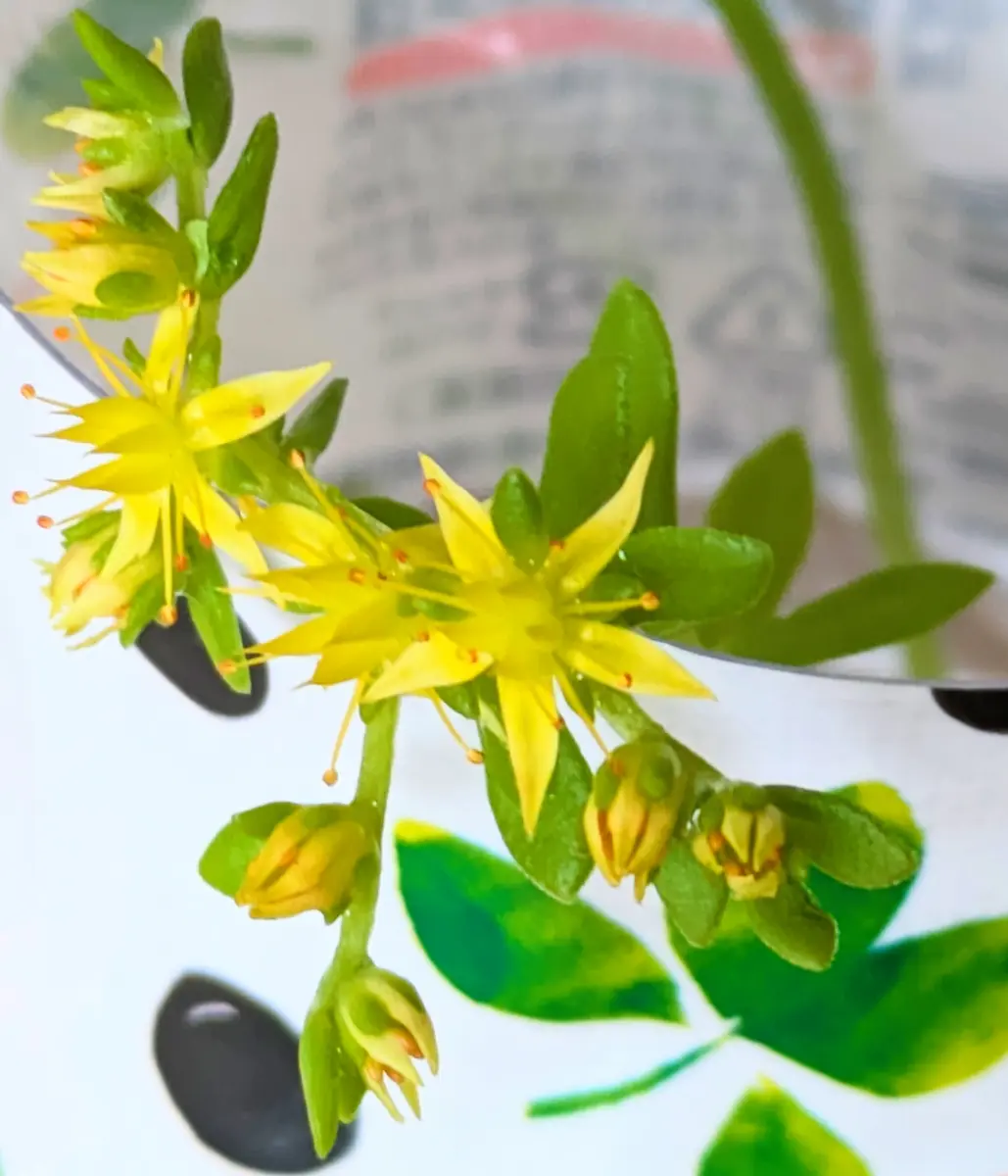 コモチマンネングサを挿し芽｜そだレポ（栽培レポート）byひなのん