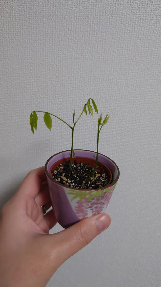 エンクシリア　当店株分け 生花】オンシジューム エンシクリア (黄〜緑系)ファインなど 60センチ