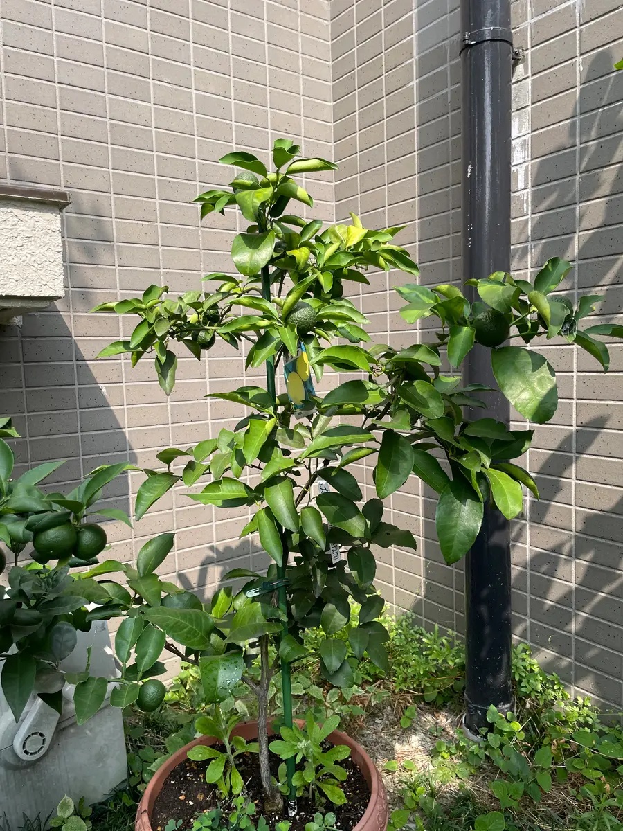 ゆ*介様 2025実生苗セットu 4センチポット 2025年7月