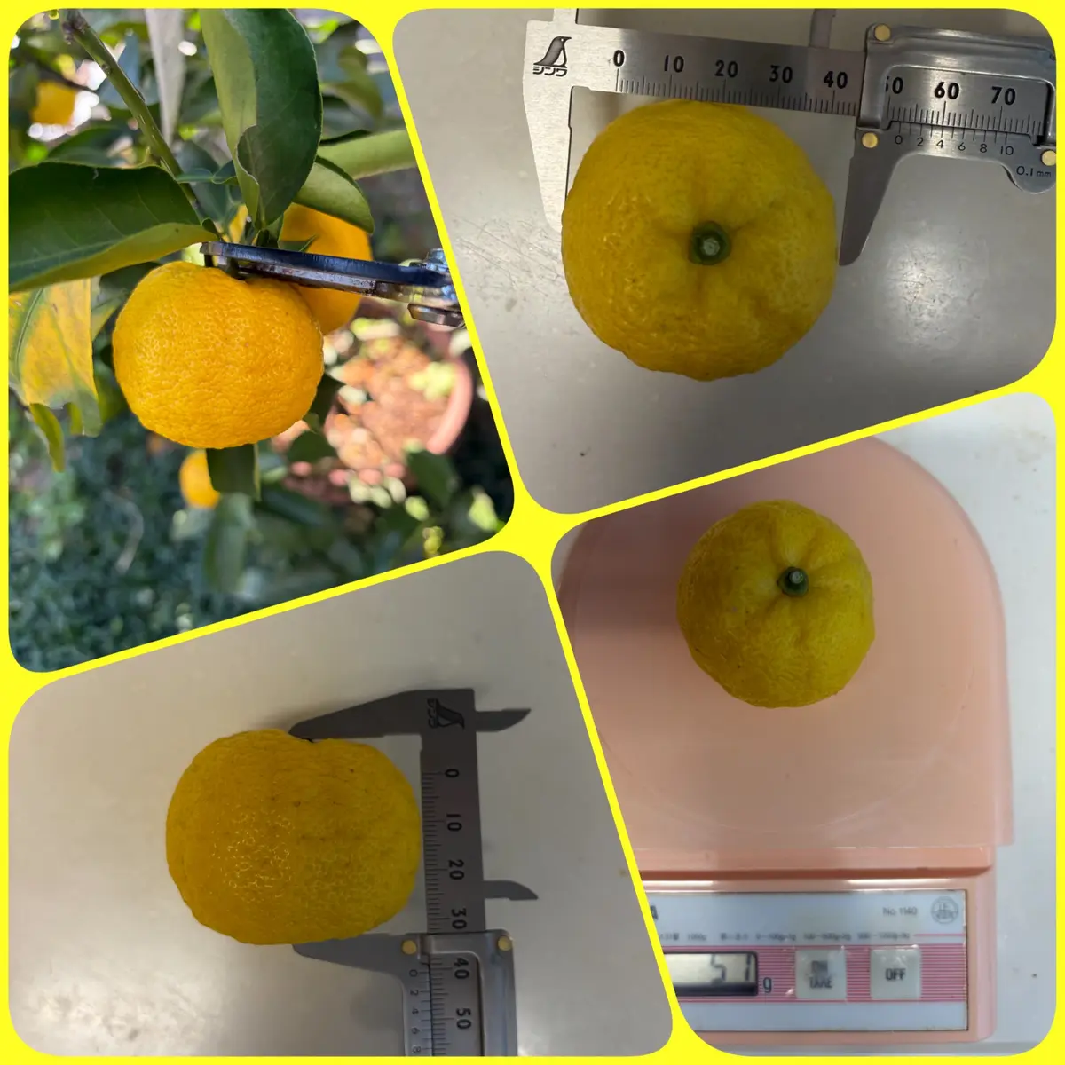 2025年花柚子の記録｜そだレポ（栽培レポート）byここのすけ｜みんなの