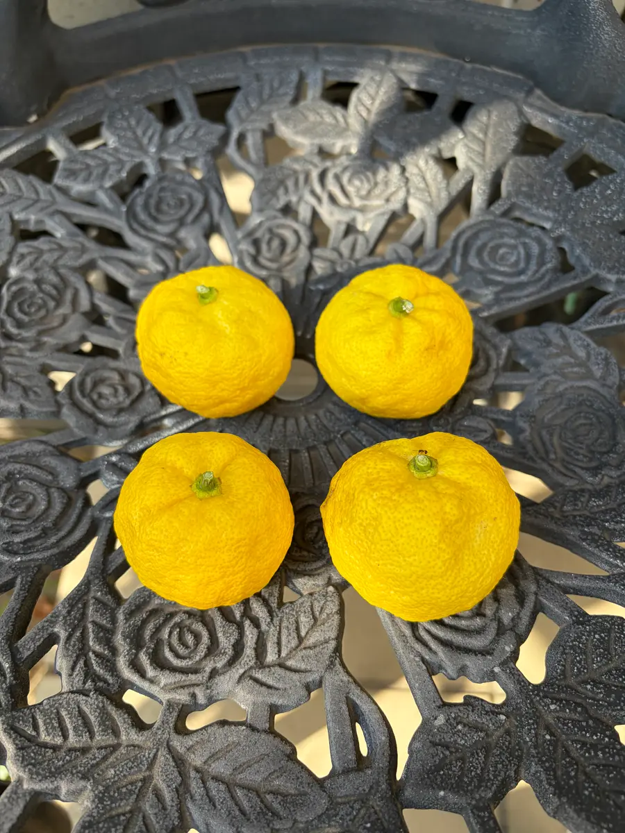 2025年花柚子の記録｜そだレポ（栽培レポート）byここのすけ｜みんなの